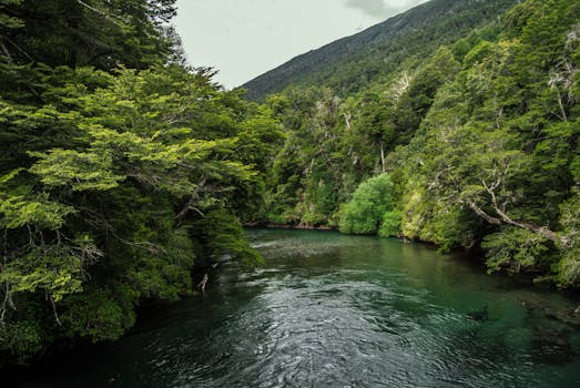 Idyllic forest scene with a clear river flowing under a summer sky.